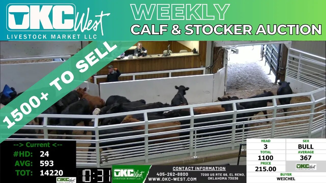 3/28/2023 - OKC West Calf and Stocker Auction