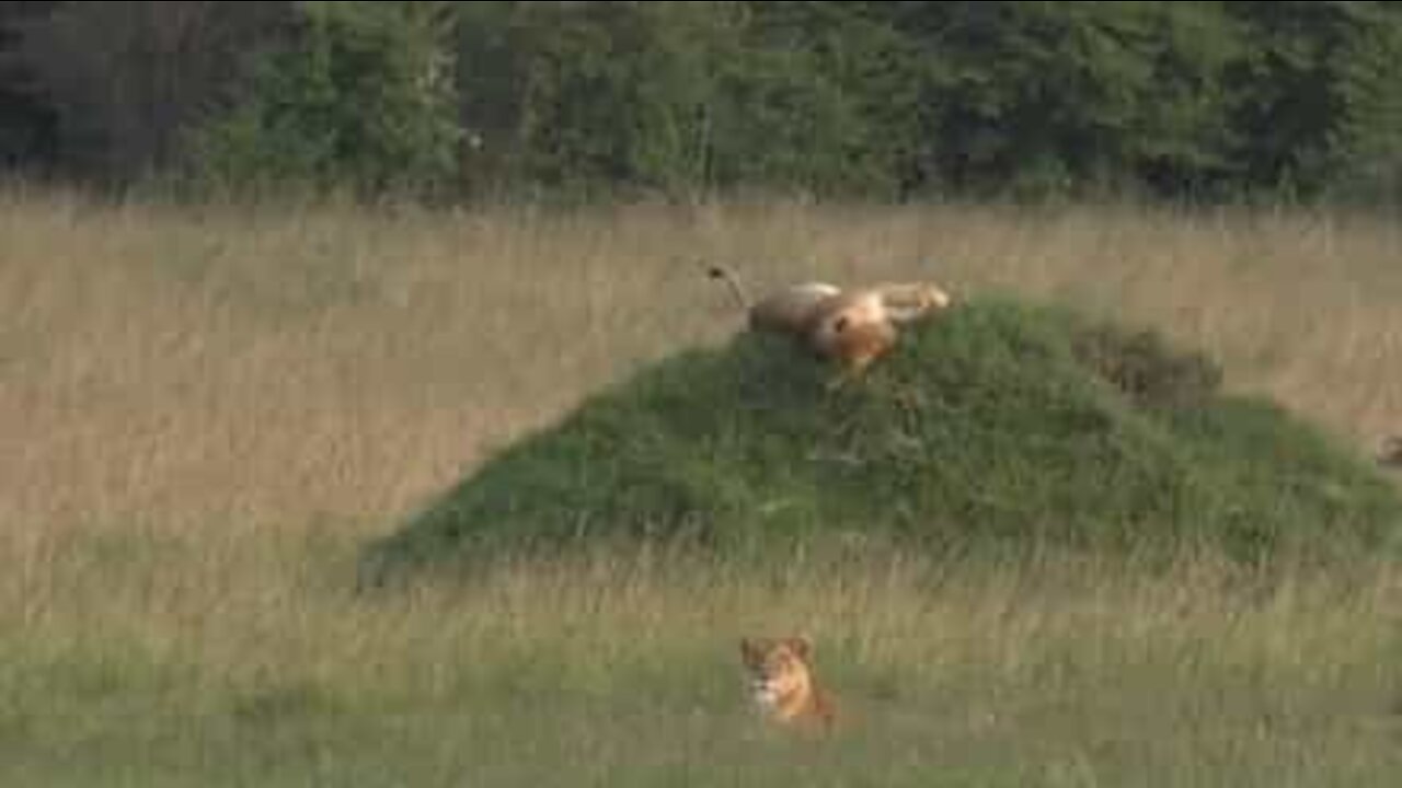 Hilarious lion fail in the savanna