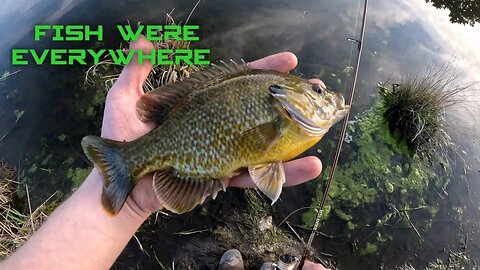 The Fish were in the WATER! and I CAUGHT THEM #fishing #bankfishing #pondfishing