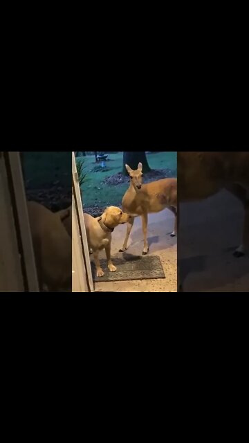 “Mom, can I keep it?” 😂 #shorts