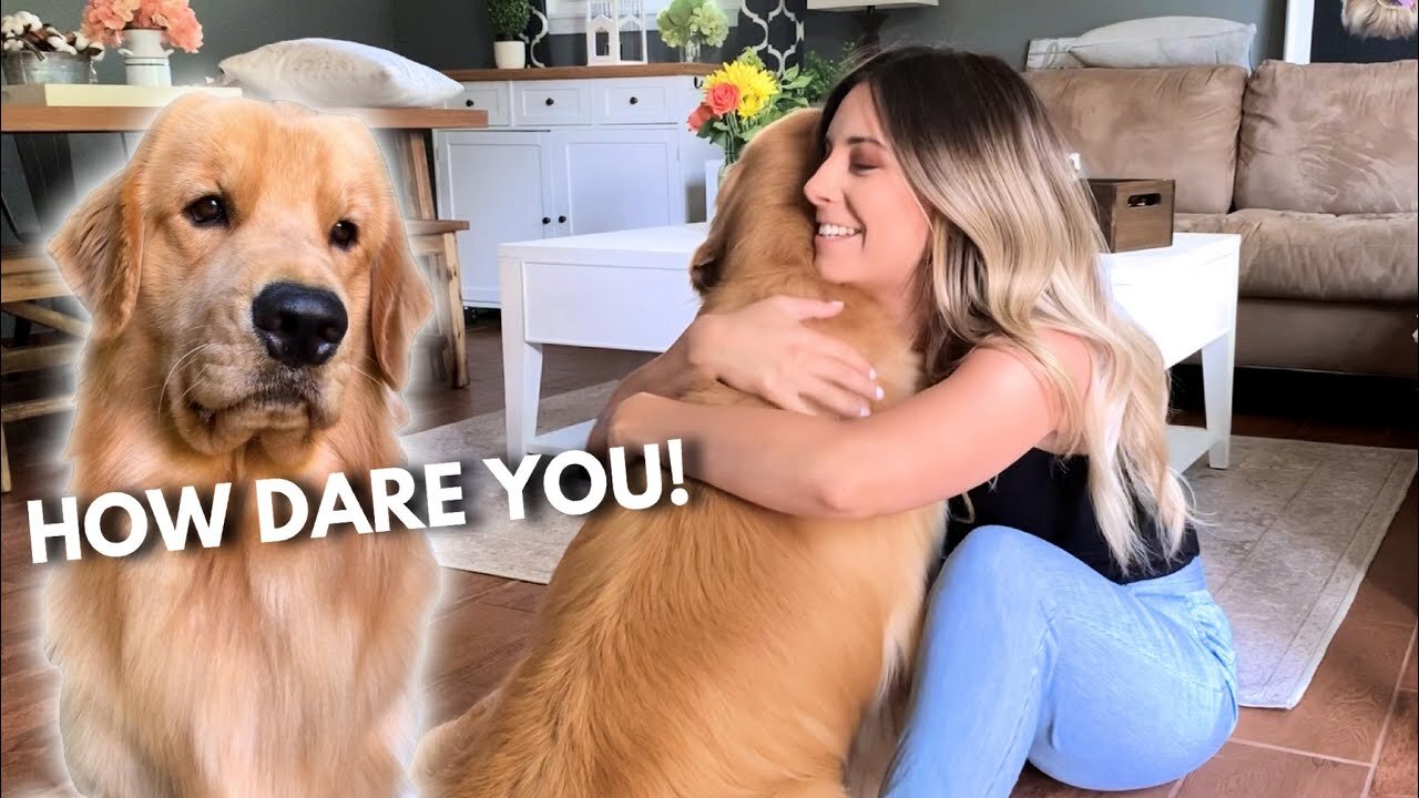 Hugging Another Dog Too Long | Jealous Dog Reaction