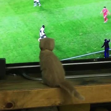Soccer-loving kitten gets in on the action