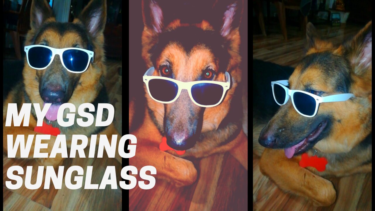 My German shepherd wearing sunglasses | Cute German shepherd