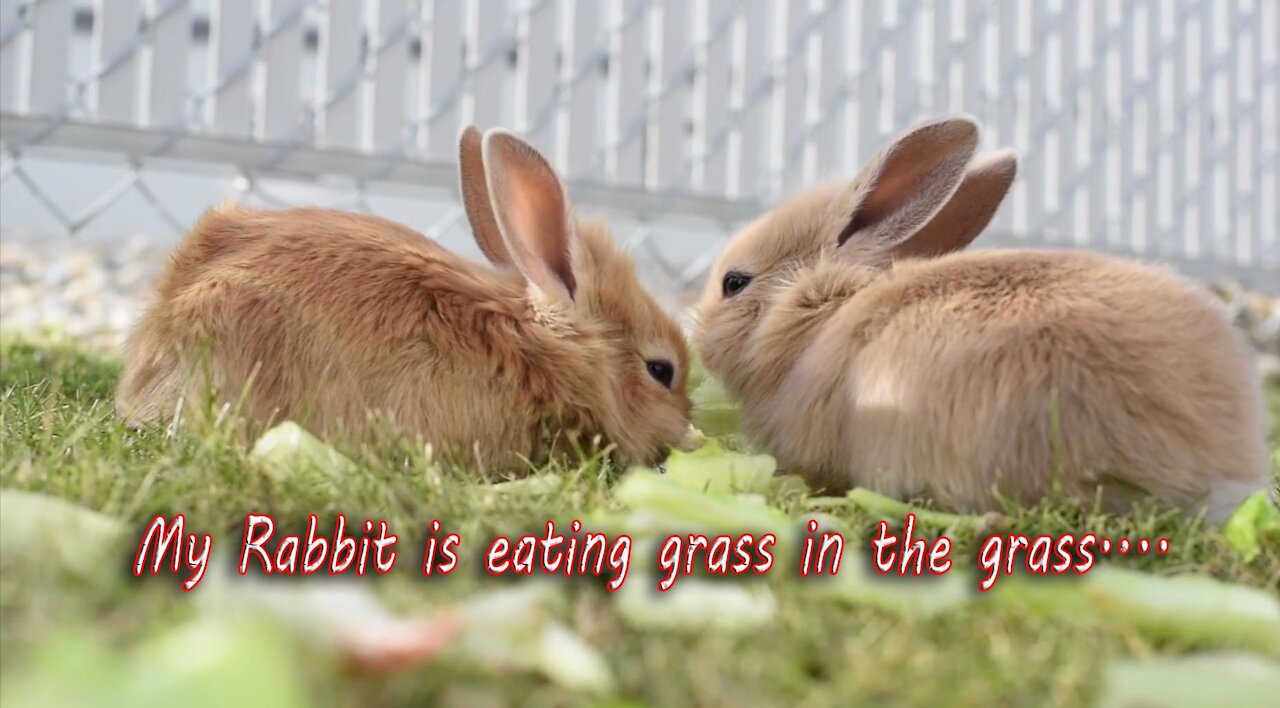 My Rabbit is eating grass in the grass....