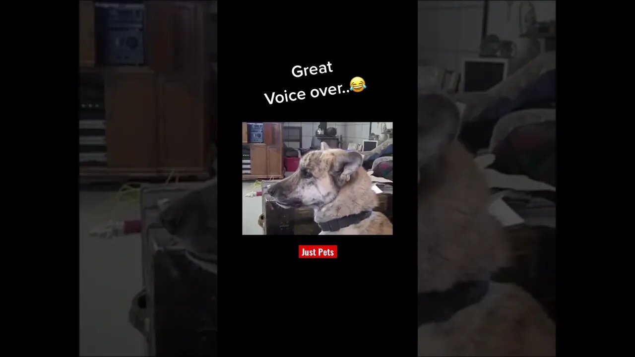 Best ever Dog voice over #hilarious #tiktok #cute #funnyanimals #funnyvideos #viral