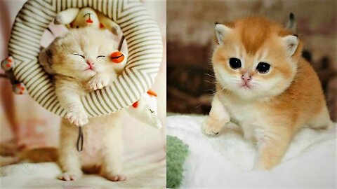 Funny and Cute Baby Cat Videos