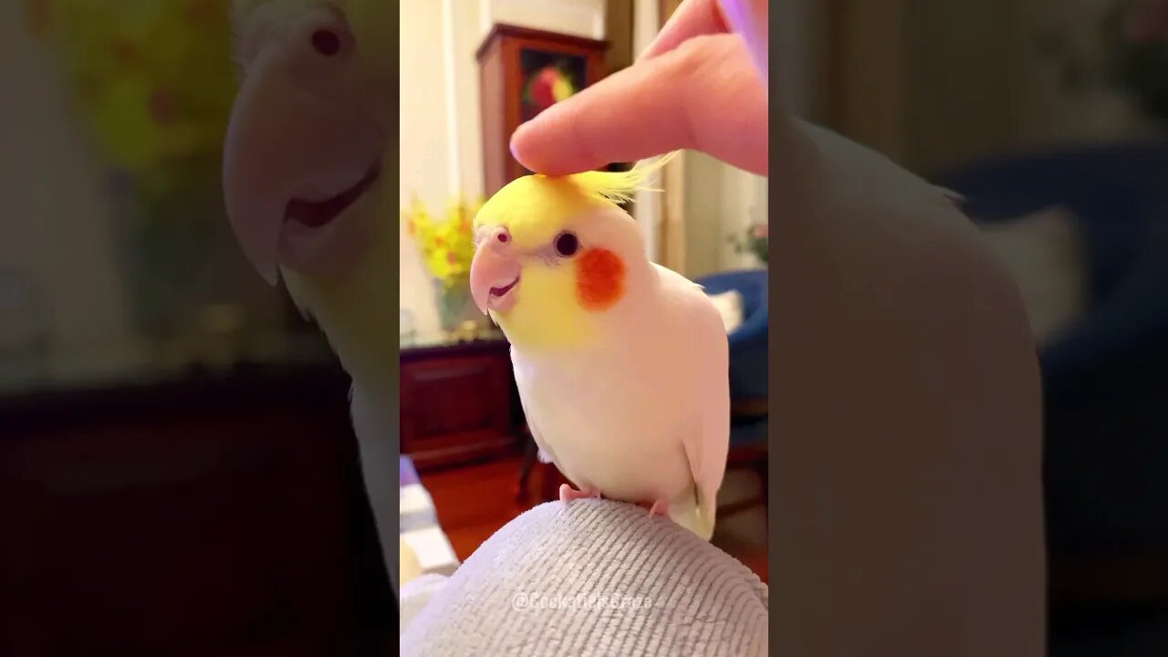 Cockatiels the Cute Creature 😍 💕