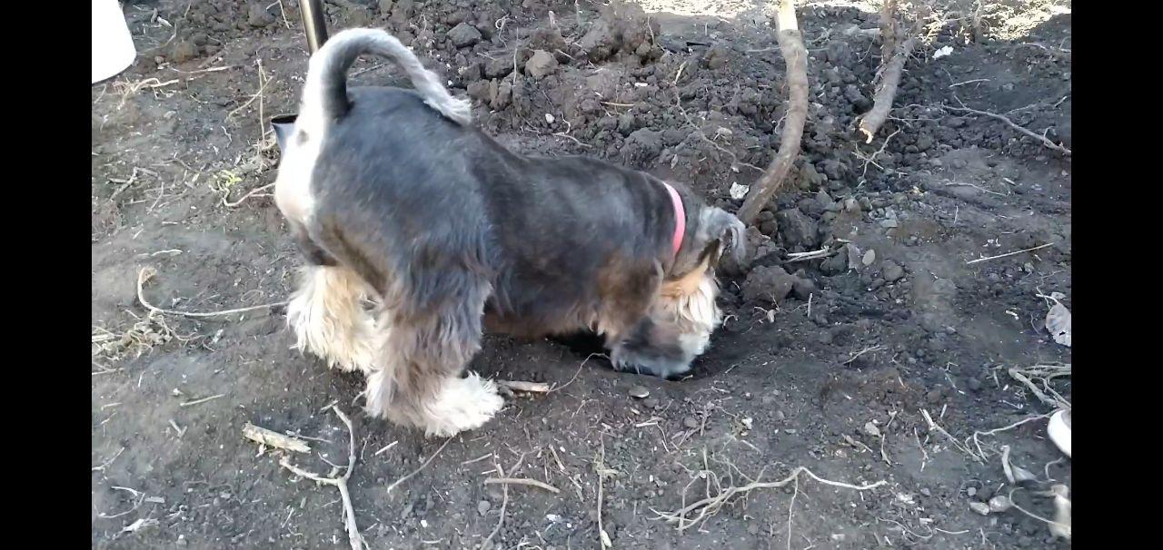 Teach a dog to dig