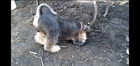 Teach a dog to dig