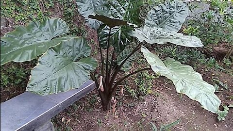 Black Caladium tree