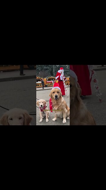 Dogs surprise kids with unexpected Christmas gifts #dogs #shorts #christmas