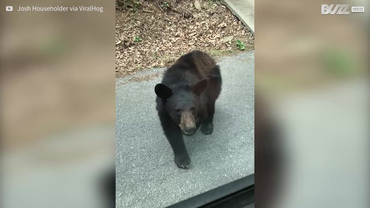 Orso curioso vuole perquisire l'auto