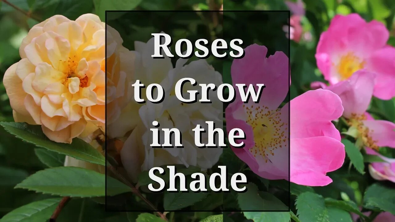 Can Roses Grow in Shade?