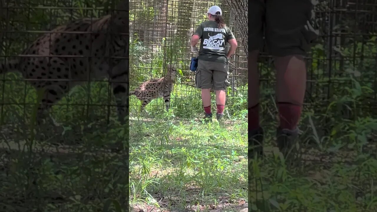 Operant conditioning with Zucari serval at Big Cat Rescue, June 2023