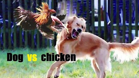 Funniest Dog and Chicken fights