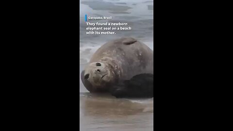 Researchers discover rare elephant seal birth on Brazilian beach #Shorts