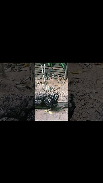 Galinha e galinha juntos em busca de comida diversão