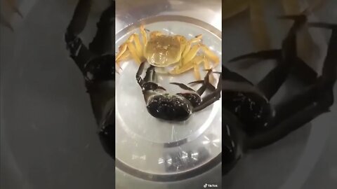 Ultimate Crab Birth Video #short #youtubeshorts #viral