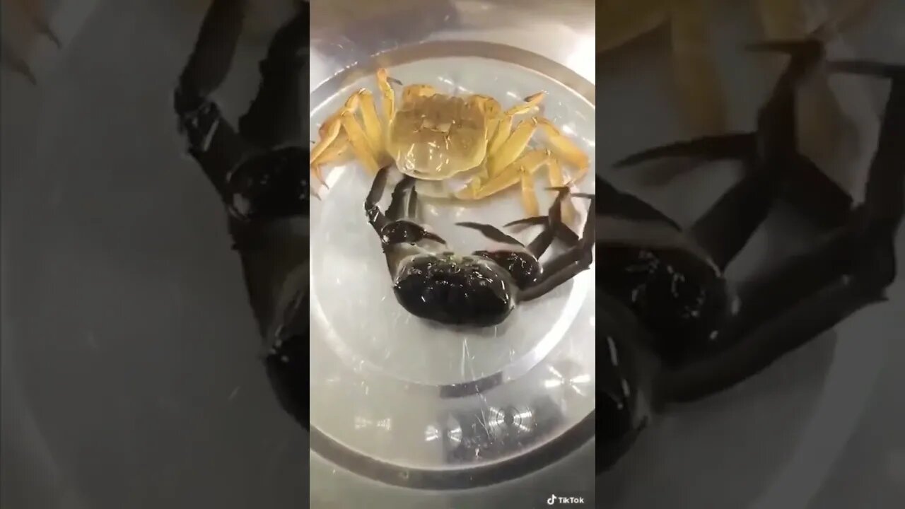 Ultimate Crab Birth Video #short #youtubeshorts #viral