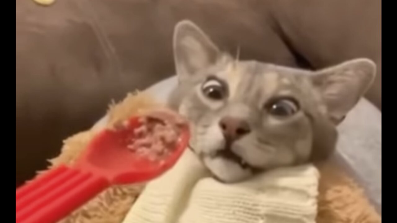 Don't try to stop laughing - Cats In Funny Situations