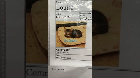Cat marketing 🐈