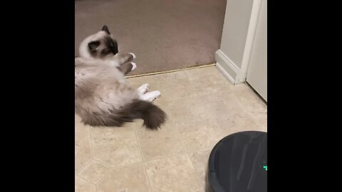Brave Cat