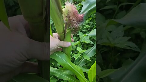 Is this normal for 🌽