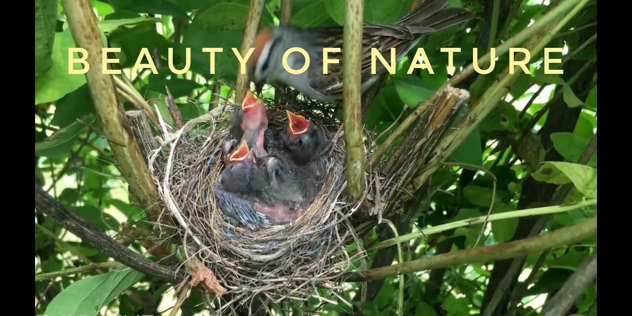 BEAUTY OF NATURE