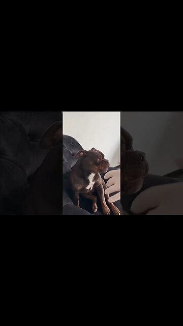 The chiropractor adjust the locking jaws of a boxer dog