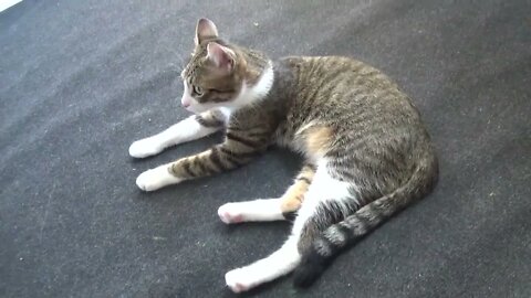 Cat Profile