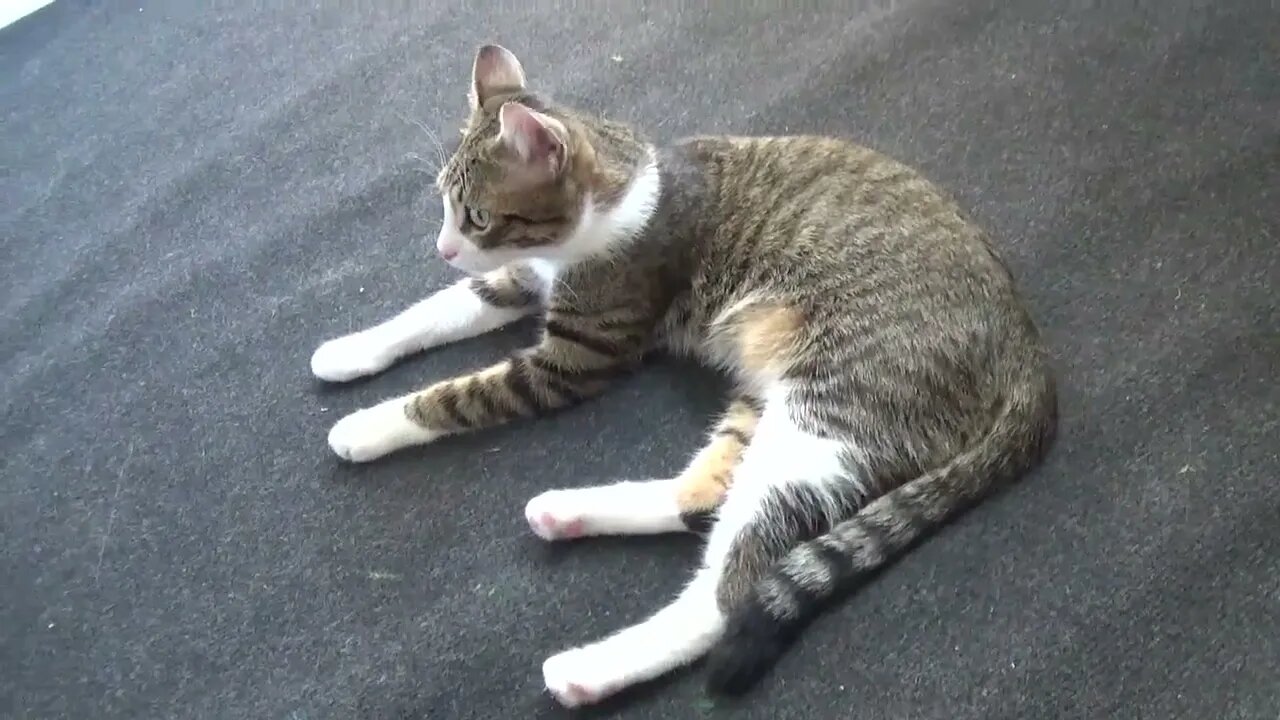 Cat Profile
