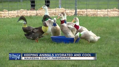 Keeping Animals Hydrated at the Waukesha County Fair