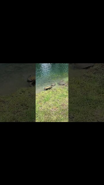 Turtle flipped on its shell #shorts