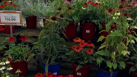 Perennials Echinacea