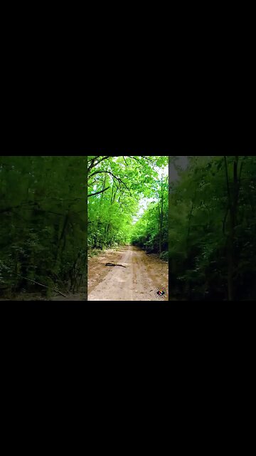 Cernica forest ride | Future bass music | 4k Virtual Tour | #shorts