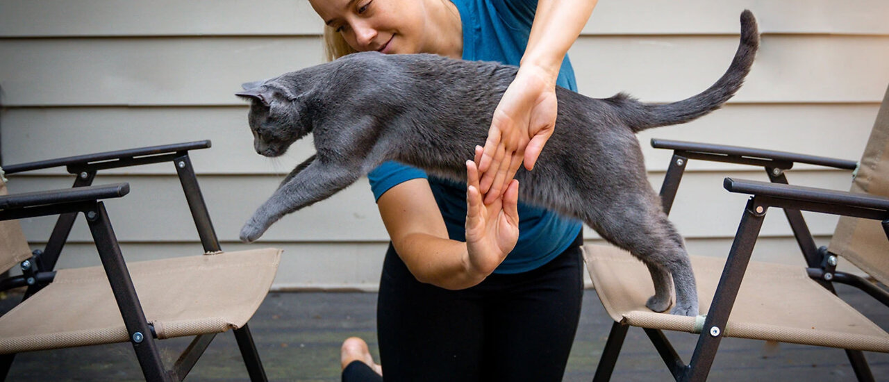 30 Tricks To Teach Your Cat