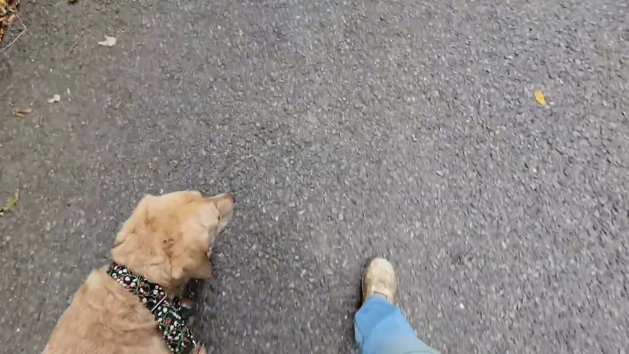 Walkies training with Emmi and Hunter