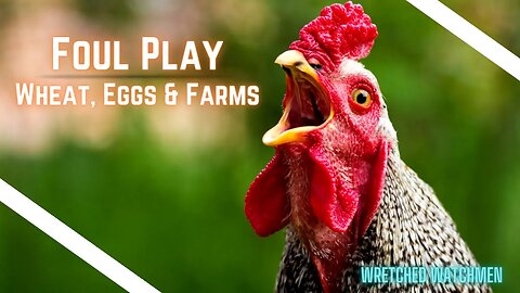 Foul Play: Wheat, Eggs & Farms