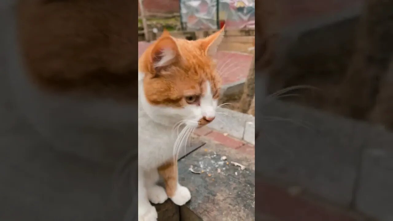 cats funny video#shorts#cats#catsanddogs #