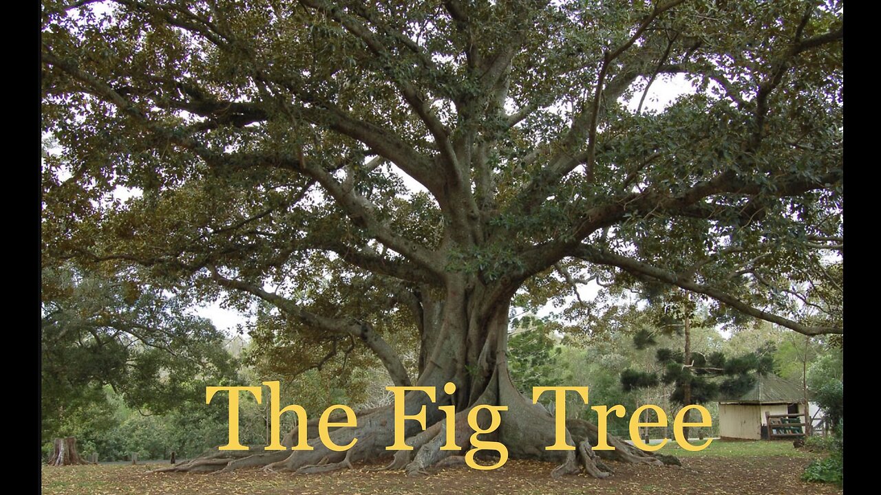 The Fig Tree