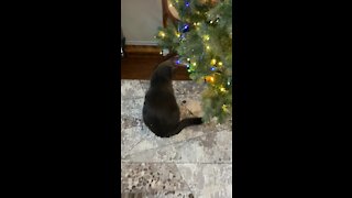 No fighting under the Christmas tree 🎄