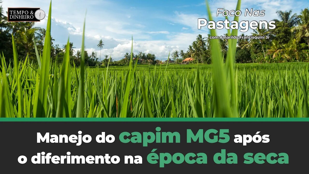 Saiba mais sobre manejo do capim MG5 após o diferimento na época da seca. Foco nas Pastagens.