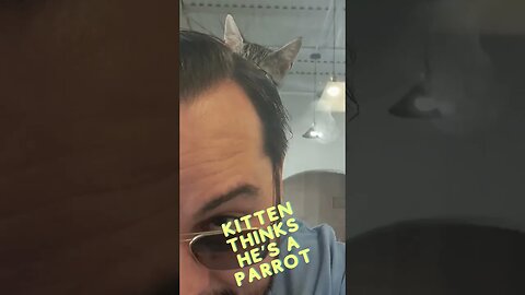 Kitten Think He's A Parrot [SO CUTE]