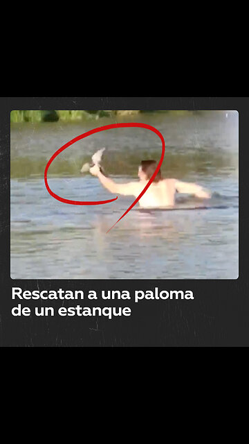 Paloma se cree pato y decide nadar en un estanque