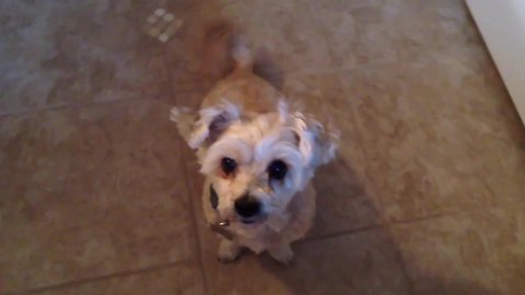 Funny Dog Gets Excited When Her Owner Asks Her If She Wants Chicken