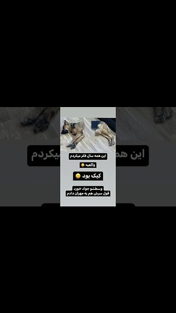 تیدا واگعیه یا کیکه تیدا سگ واگعی یا کیک تیدا سگ واقعیه یا کیکه آموزش سگ تربیت سگ گارد سگ خنده کلیپ