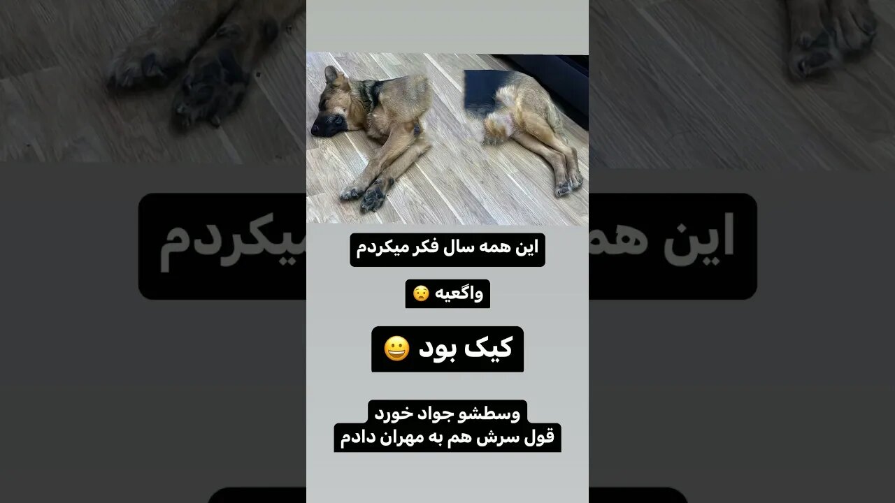 تیدا واگعیه یا کیکه تیدا سگ واگعی یا کیک تیدا سگ واقعیه یا کیکه آموزش سگ تربیت سگ گارد سگ خنده کلیپ