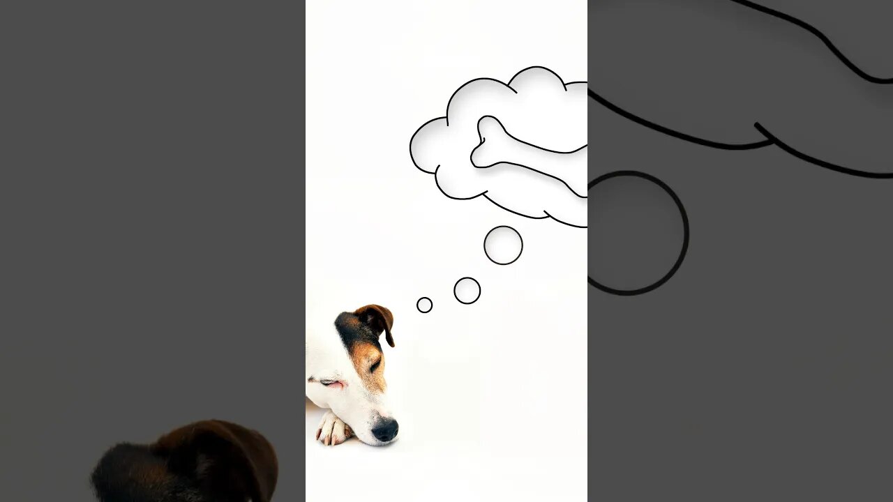 Things You Probably Never Knew About Your Furry Friend 🤯😯😳😲 #shorts #doglover #petowner