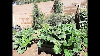 How To Save Money On Compost! Organic Gardening