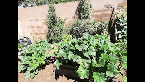 How To Save Money On Compost! Organic Gardening